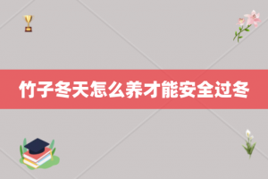 竹子冬天怎么养才能安全过冬