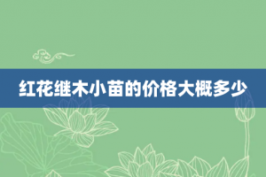 红花继木小苗的价格大概多少