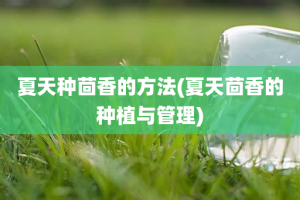 夏天种茴香的方法(夏天茴香的种植与管理)