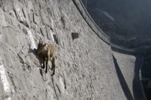 现场惨不忍睹！90多只山羊躺在血泊中，为何山羊突然集体跳崖？