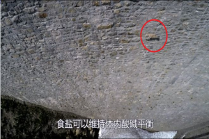 现场惨不忍睹！90多只山羊躺在血泊中，为何山羊突然集体跳崖？