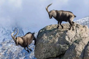 现场惨不忍睹！90多只山羊躺在血泊中，为何山羊突然集体跳崖？