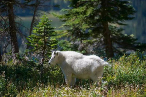 现场惨不忍睹！90多只山羊躺在血泊中，为何山羊突然集体跳崖？