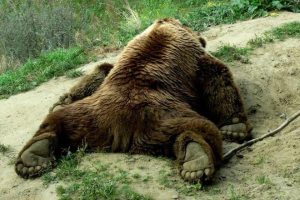 现场惨不忍睹！90多只山羊躺在血泊中，为何山羊突然集体跳崖？