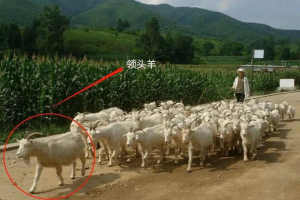 现场惨不忍睹！90多只山羊躺在血泊中，为何山羊突然集体跳崖？