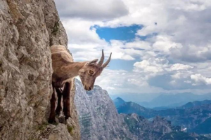 现场惨不忍睹！90多只山羊躺在血泊中，为何山羊突然集体跳崖？