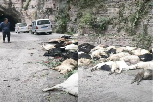 现场惨不忍睹！90多只山羊躺在血泊中，为何山羊突然集体跳崖？