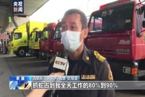 曼谷为何蛇灾严重？总台记者跟拍消防队抓蛇