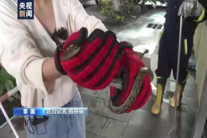 曼谷为何蛇灾严重？总台记者跟拍消防队抓蛇