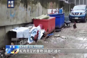 曼谷为何蛇灾严重？总台记者跟拍消防队抓蛇