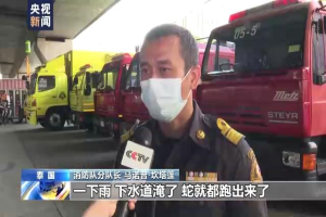 曼谷为何蛇灾严重？总台记者跟拍消防队抓蛇