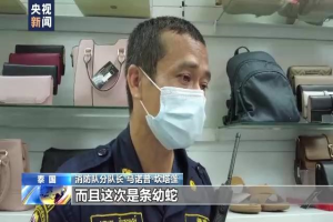 曼谷为何蛇灾严重？总台记者跟拍消防队抓蛇