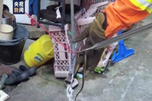 曼谷为何蛇灾严重？总台记者跟拍消防队抓蛇