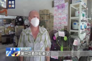 曼谷为何蛇灾严重？总台记者跟拍消防队抓蛇